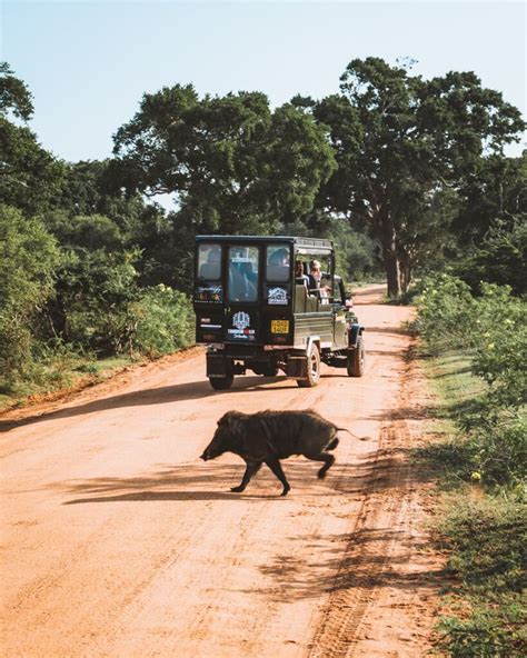 yala bet|12 Things to Know BEFORE Visiting Yala National Park, Sri Lanka.